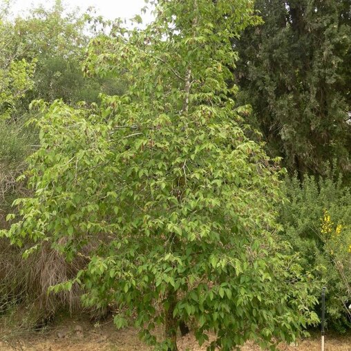 Ostrya carpinifolia